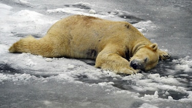 Calentamiento global es alta amenaza para osos polares