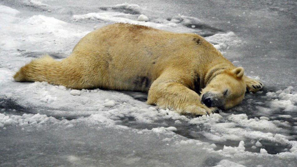 Calentamiento global es alta amenaza para osos polares