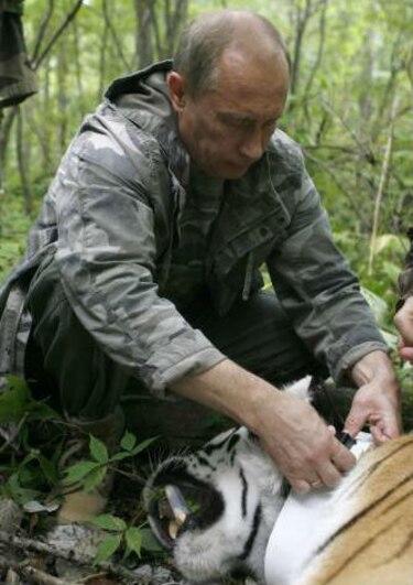 Tigre liberado por Vladimir Putin podría pasar invierno en China