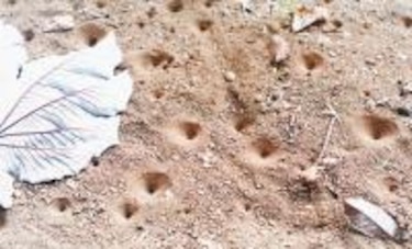 Otros habitantes El torito que vive en cráteres