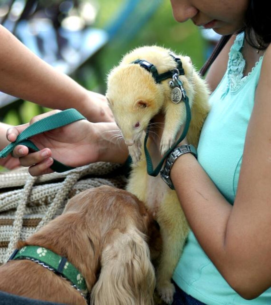 Panamá firma declaración internacional que promueve el bienestar animal