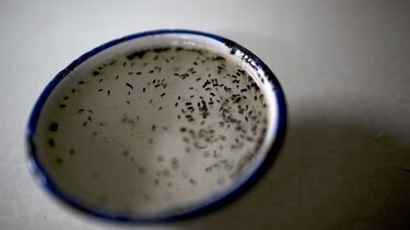 Asamblea cita a Terrientes para que explique situación del zika en Panamá