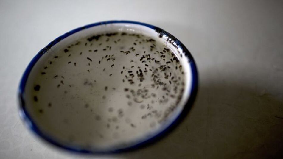 Asamblea cita a Terrientes para que explique situación del zika en Panamá