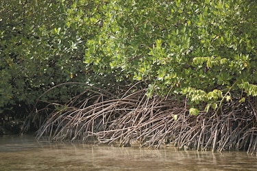 Panamá da pasos para medir el carbono azul de sus manglares, clave contra crisis climática