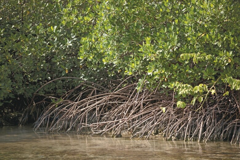 Panamá da pasos para medir el carbono azul de sus manglares, clave contra crisis climática