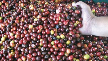 Cosecha de café en Brasil comenzaría antes por clima