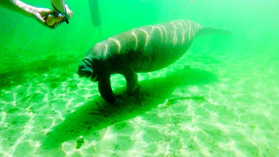 Buen tiempo para el manatí