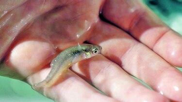 Peces larvicidas en la lucha contra el zika