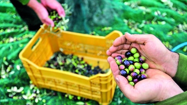 Sube precio del aceite de oliva
