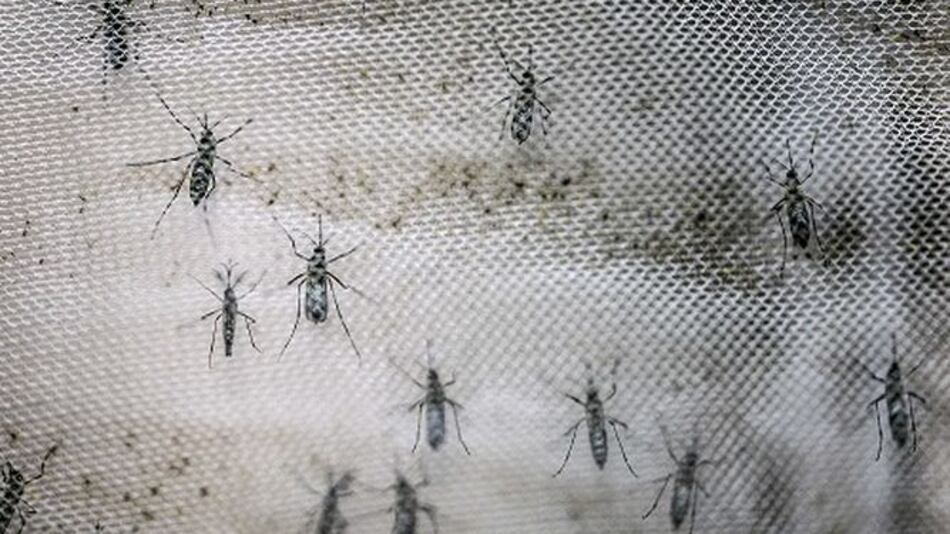 CDC: Puerto Rico está bajo crisis por la epidemia del zika