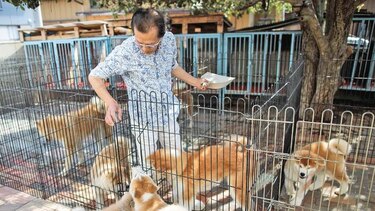 El akita, el can que conquista los corazones