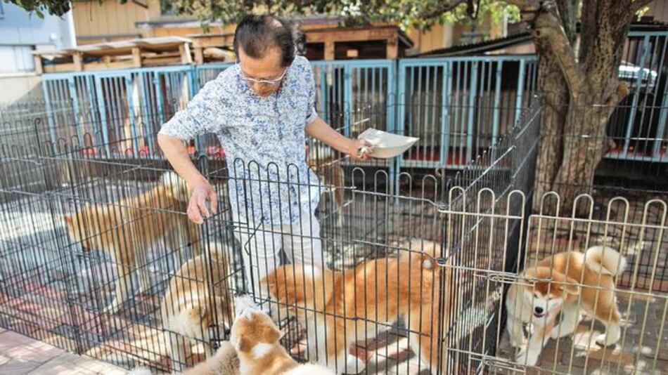 El akita, el can que conquista los corazones