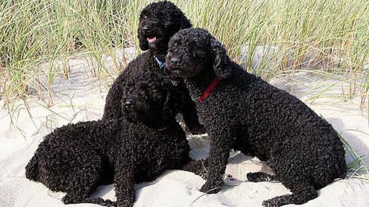 Aprueban cuatro nuevas razas de perros