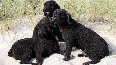 Aprueban cuatro nuevas razas de perros