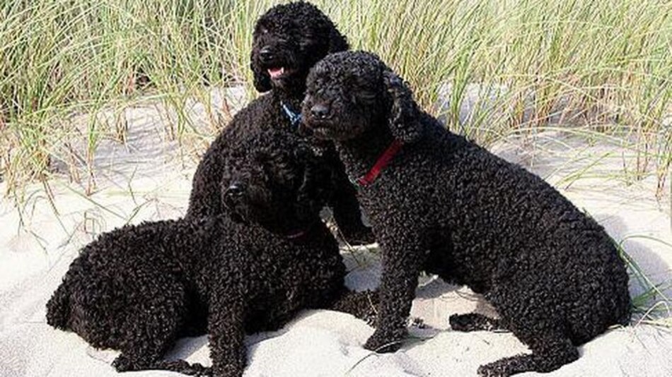 Aprueban cuatro nuevas razas de perros