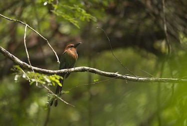 República Dominicana prohíbe cacería de aves durante dos años