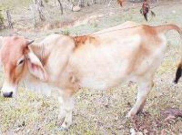 El 'tórsalo' ataca en la región de Azuero