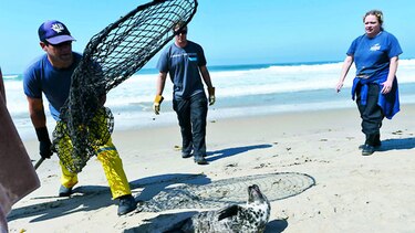 Muchas crías de leones marinos llegan a las playas