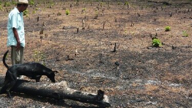 Se pierden cultivos de subsistencia en Azuero por sequía