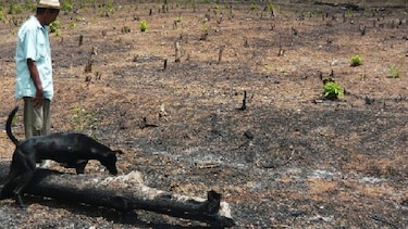 Se pierden cultivos de subsistencia en Azuero por sequía