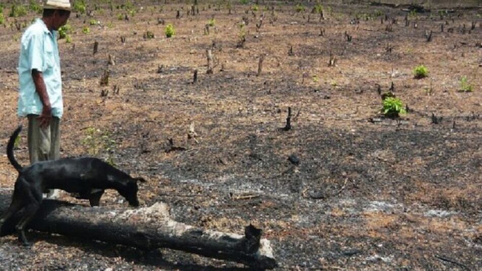 Se pierden cultivos de subsistencia en Azuero por sequía