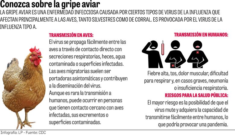 Aumento de la gripe aviar en aves: ¿debemos preocuparnos por la salud pública?