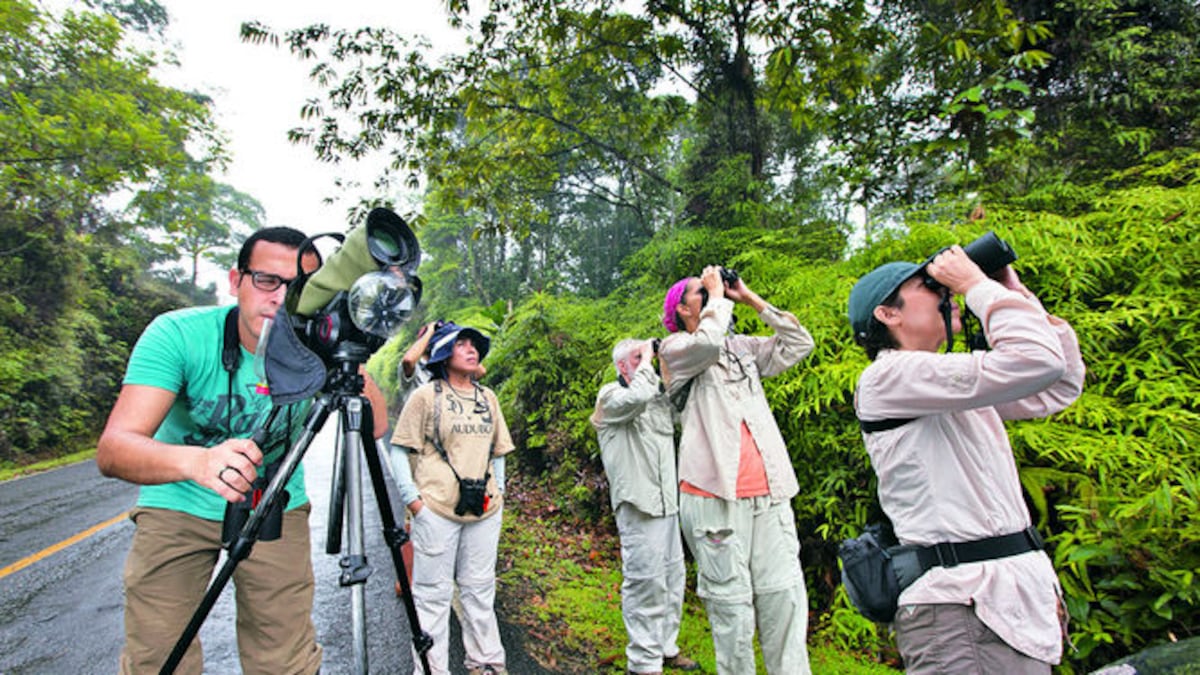 Este año, la Sociedad Audubon Panamá aspira a que se supere la cifra de especies avistadas, con la colaboración de más personas.