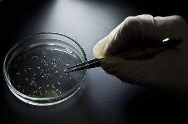 Suben casos de microcefalia que Brasil liga a brote de zika