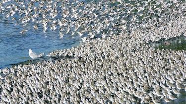 Estudian aves playeras en humedales locales