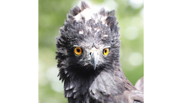 Las aves se posan en Panamá