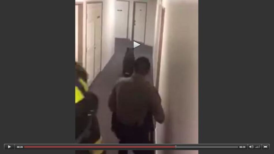 Video: Oso sube dos pisos de un edificio para robar comida de una refrigeradora