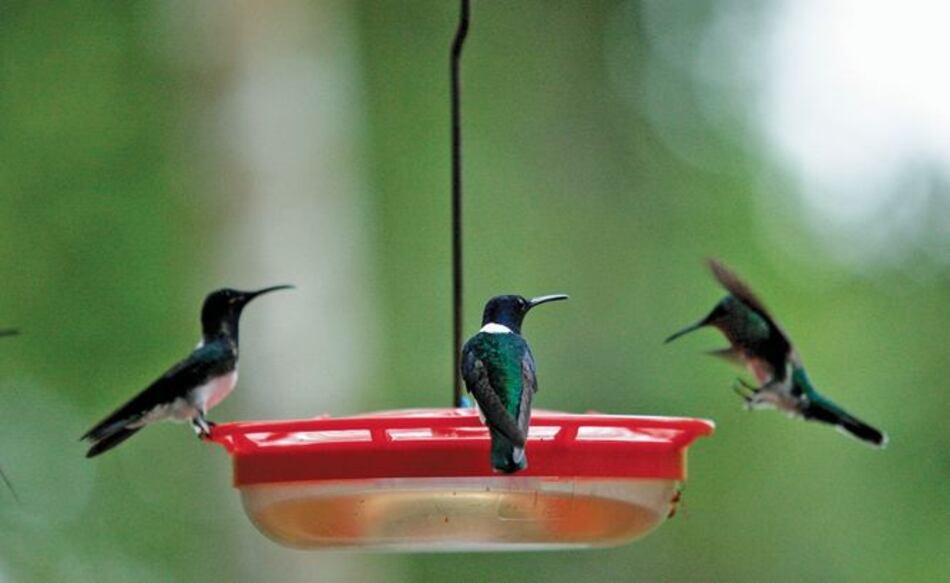 Colibrí, sagaz volador en miniatura