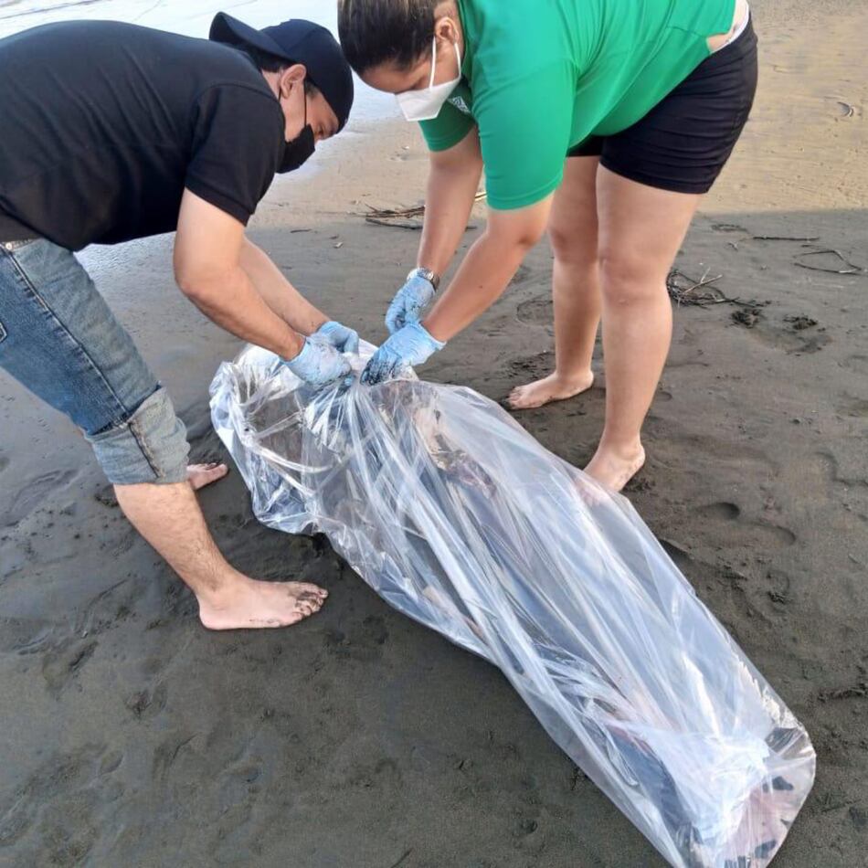 Encuentran cadáver de delfín en la playa Los Guayaberos en Los Santos