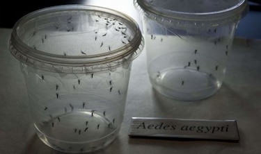 Claves para entender el virus zika