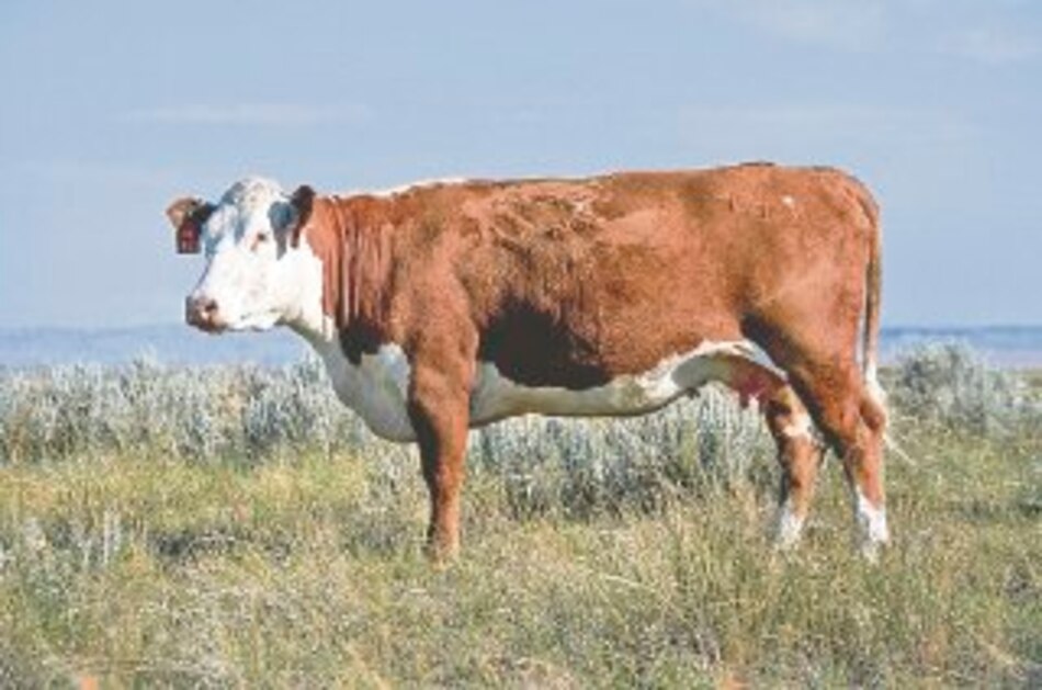 Secretos de las heces de vaca