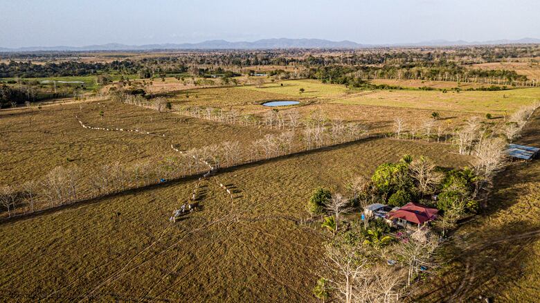 Entre el potrero y el bosque: la lucha por conservar al jaguar en Panamá