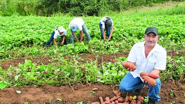 Apuesta por el camote
