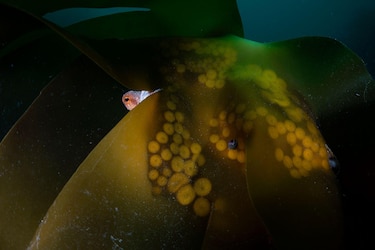 Las potentes y conmovedoras imágenes ganadoras del concurso Fotógrafo de Vida Silvestre del Año 2026