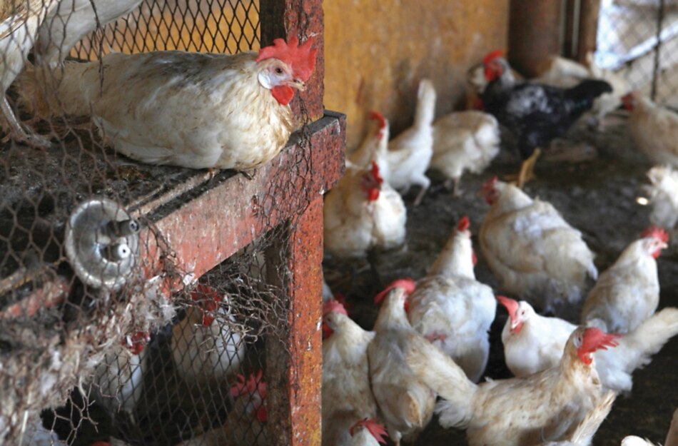 La gripe aviaria reaparece en República Checa