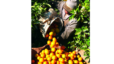 Producción de naranja es afectada por bacteria