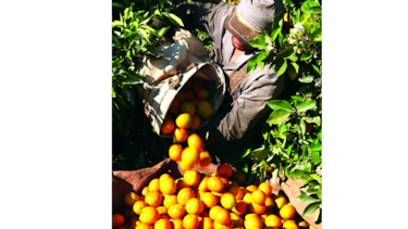 Producción de naranja es afectada por bacteria