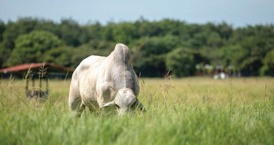 China y Brasil controlan venta de carne de res