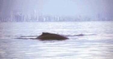 La ballena: un gigante indefenso