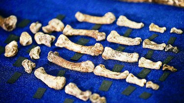 Hallan primo lejano de ‘Homo sapiens’