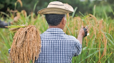 Productores de arroz han sembrado 71 mil hectáreas del grano