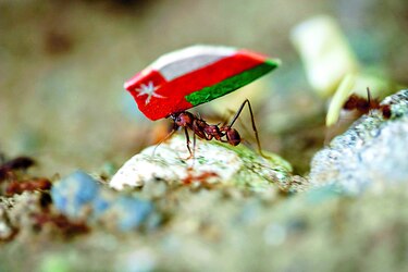 Arrieras van a Nueva York