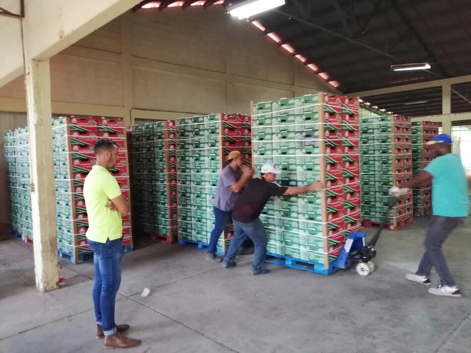 Productores envían primer contenedor de sandía a Holanda