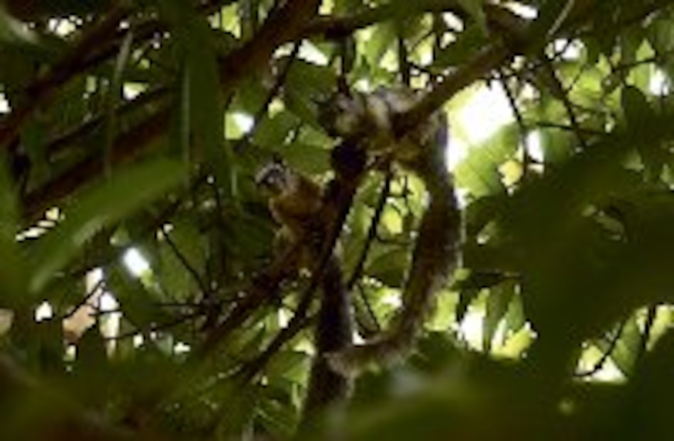 INNOVA Roedores en las palmeras