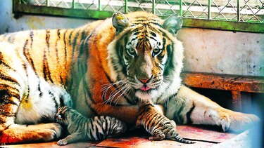 Países con tigres acuerdan cuidarlos