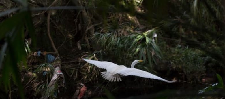 Matasnillo: Río que brilla, río que muere